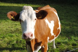 cow-109933_640